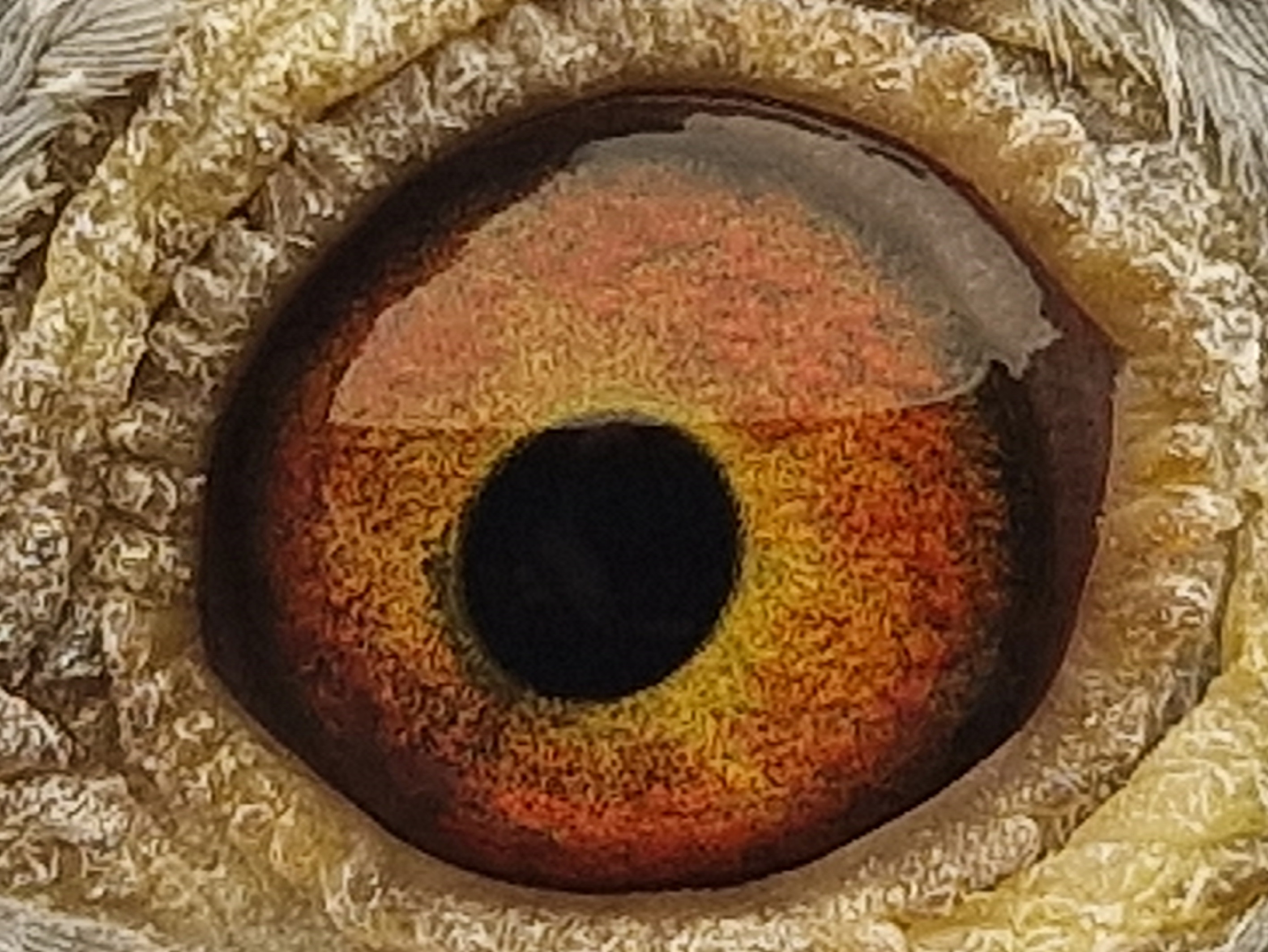 Pigeon eye